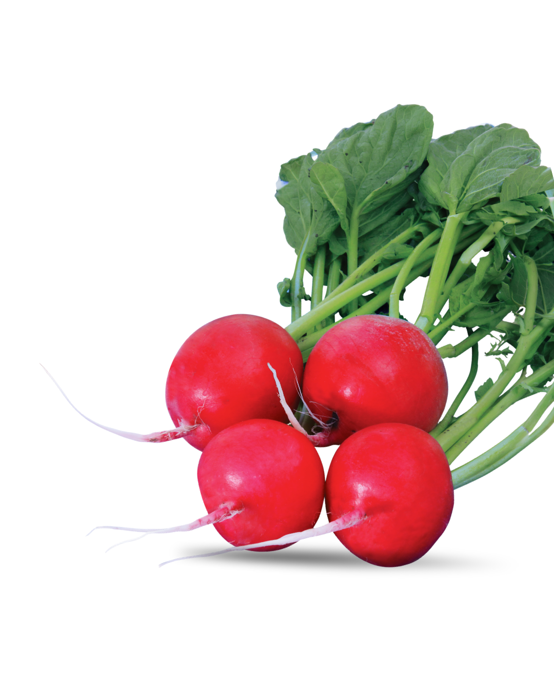 Crunchy Red